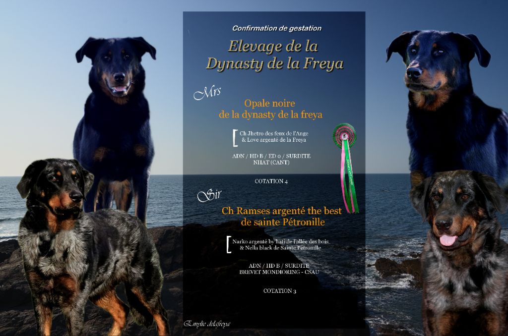 chiot Berger de Beauce De La Dynasty De La Freya