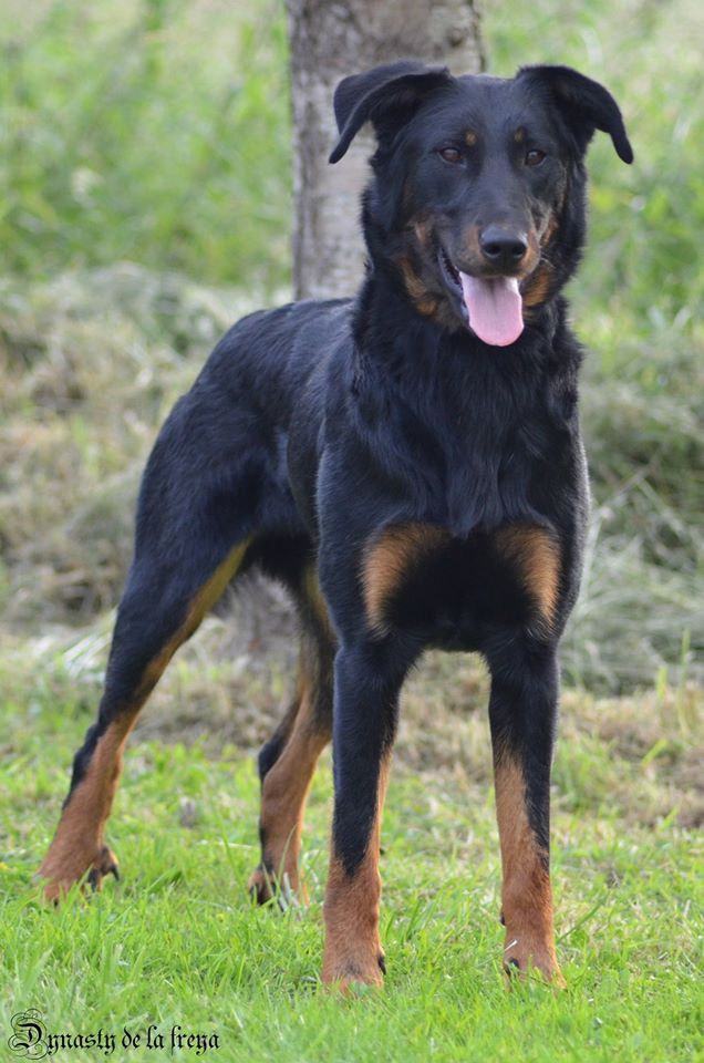 Nrj d'eauby De La Dynasty De La Freya