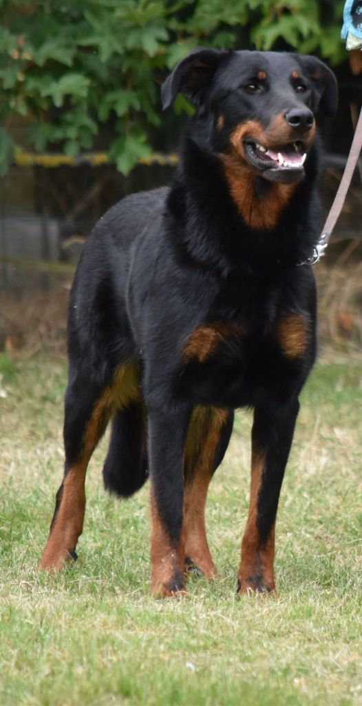 CH. Opale noire De La Dynasty De La Freya