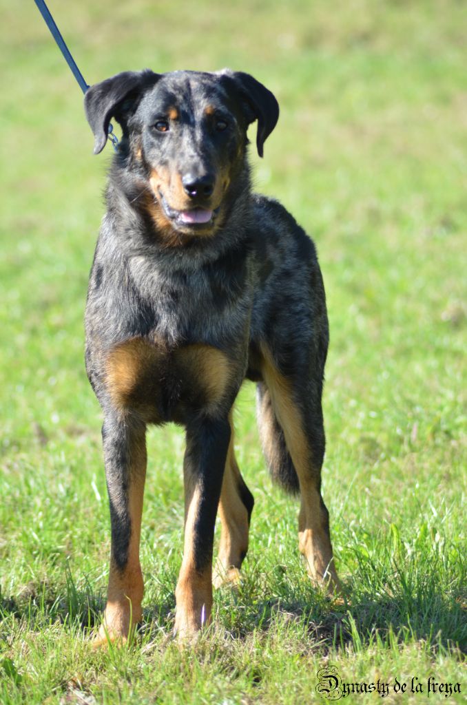 Sirius black argente De La Dynasty De La Freya