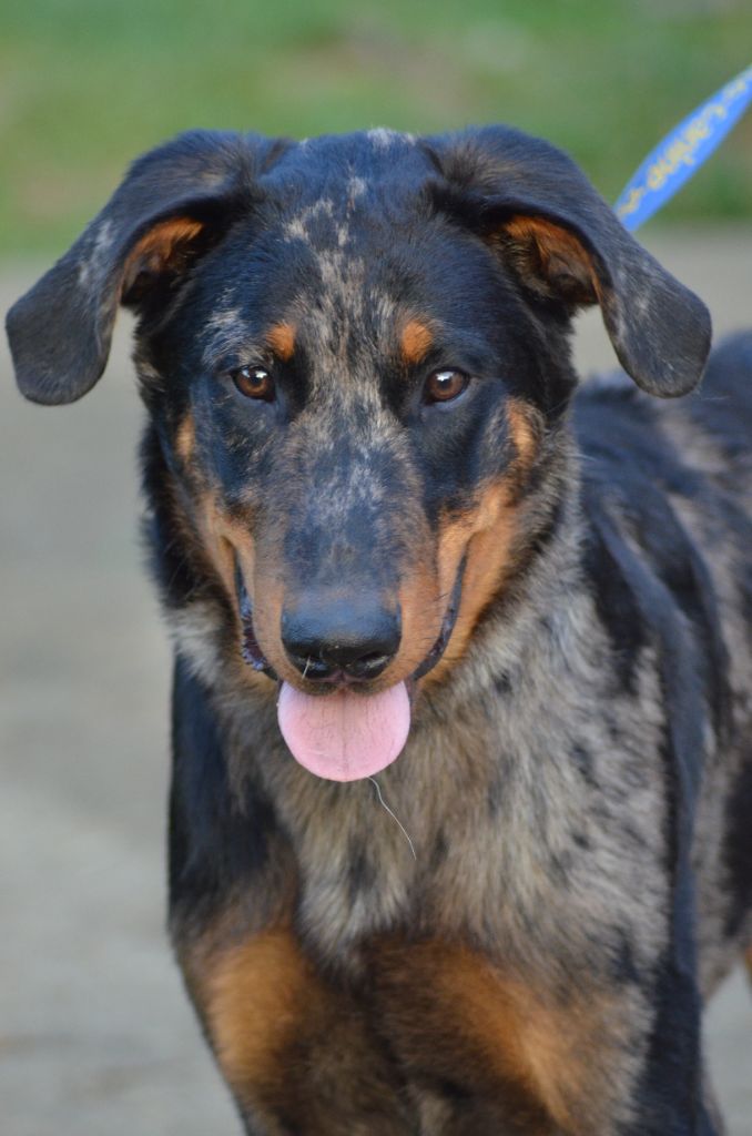 Uuko-lele argente De La Dynasty De La Freya