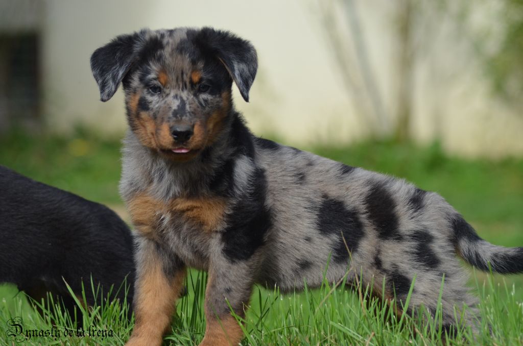 Ungell azuree De La Dynasty De La Freya