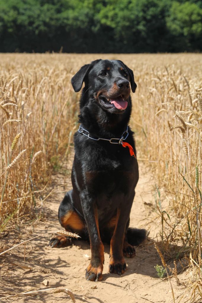 Uther pendragon De La Dynasty De La Freya