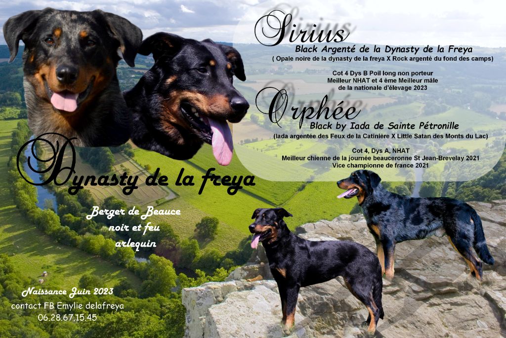 De La Dynasty De La Freya - ORPHEE X SIRIUS