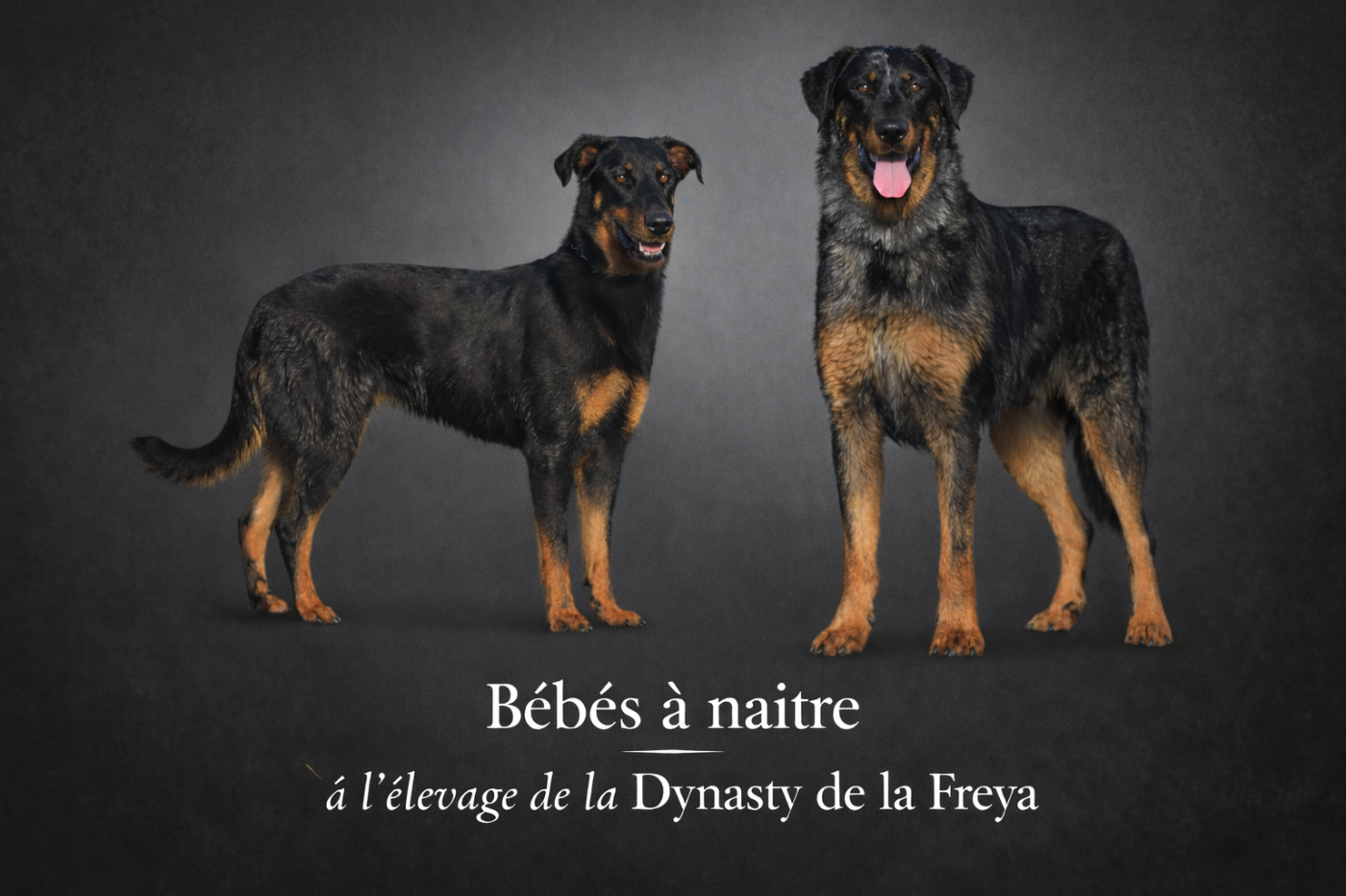 Chiot Berger de Beauce De La Dynasty De La Freya
