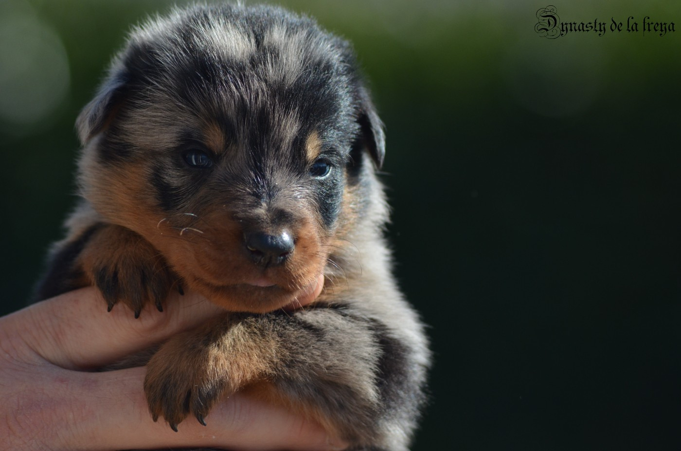 De La Dynasty De La Freya - Chiots disponibles - Berger de Beauce