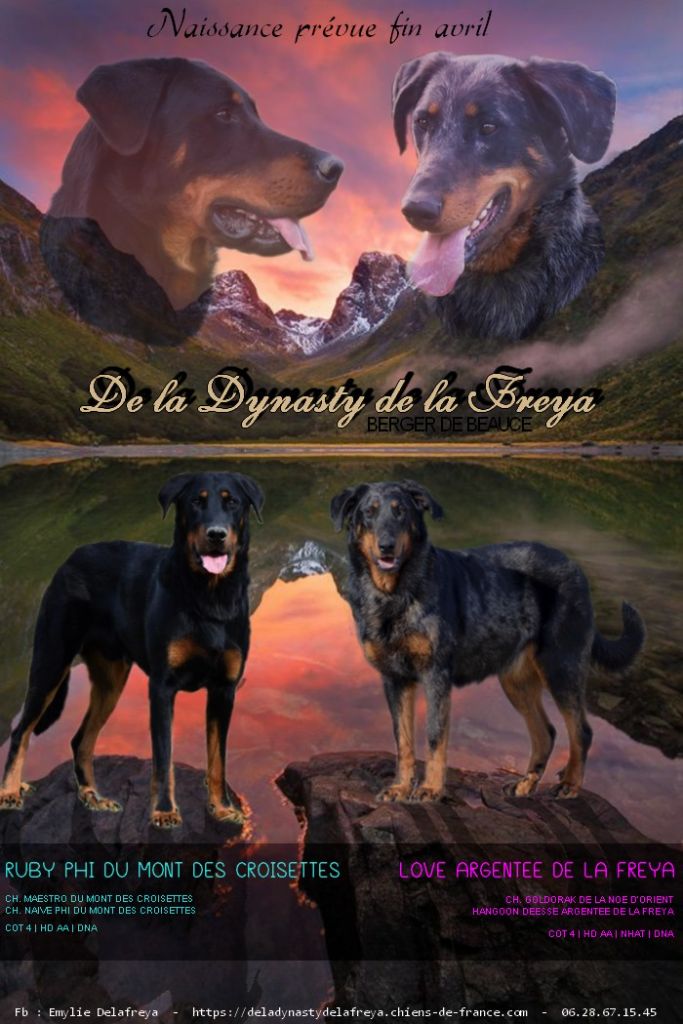 De La Dynasty De La Freya - Berger de Beauce - Portée née le 18/04/2022