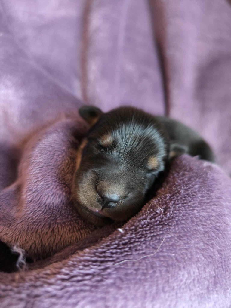 De La Dynasty De La Freya - Chiots disponibles - Berger de Beauce