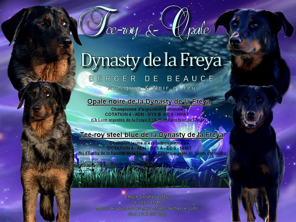De La Dynasty De La Freya - Berger de Beauce - Portée née le 10/09/2025