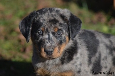 SIRIUS BLACK ARGENTE