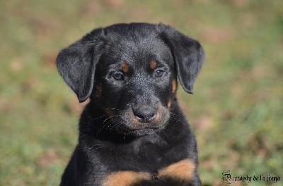 SAFRAN