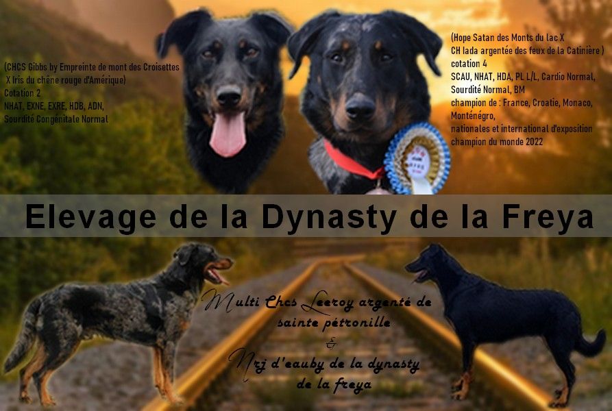 De La Dynasty De La Freya - Berger de Beauce - Portée née le 20/10/2022