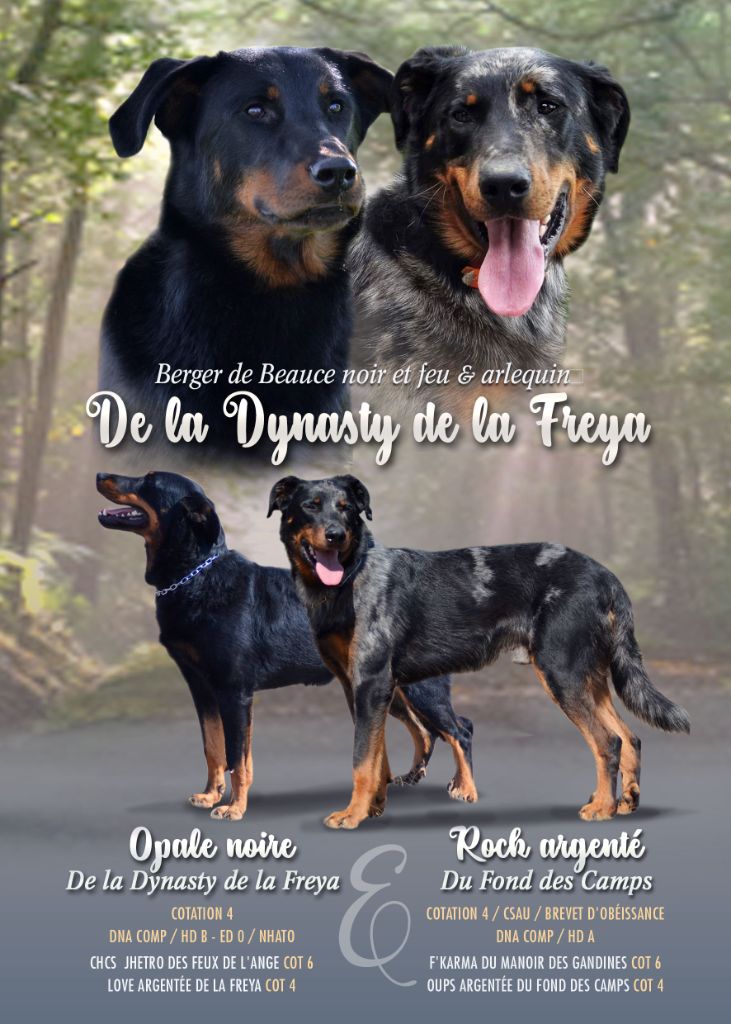 De La Dynasty De La Freya - Berger de Beauce - Portée née le 04/11/2021