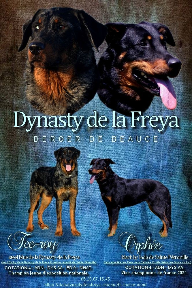 De La Dynasty De La Freya - Berger de Beauce - Portée née le 21/05/2025