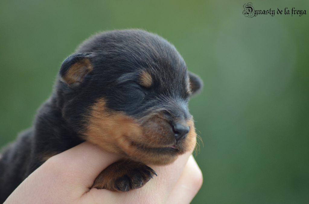 De La Dynasty De La Freya - Chiots disponibles - Berger de Beauce