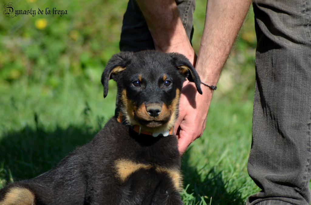 De La Dynasty De La Freya - Chiots disponibles - Berger de Beauce
